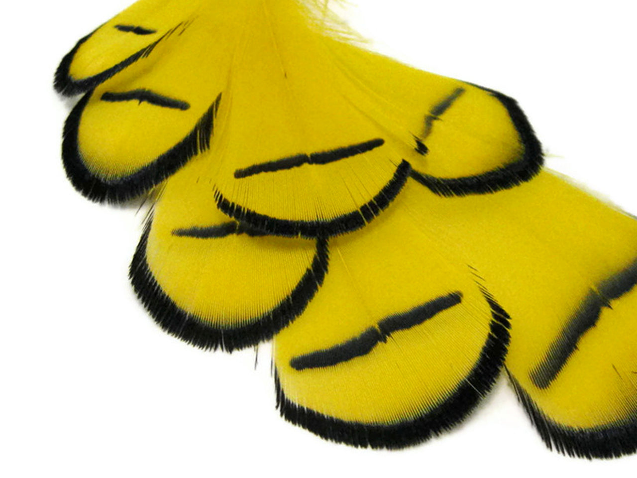 1 Dozen - Dyed Yellow Lady Amherst Pheasant Tippet Feathers
