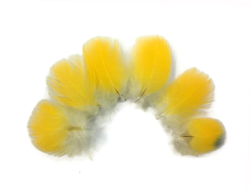 Vibrant yellow feathers arranged in a semi-circle on a white background for DIY crafts.