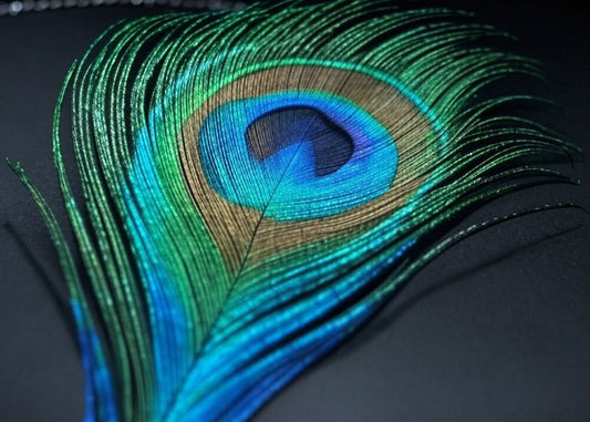 Peacock and Peafowl Feathers