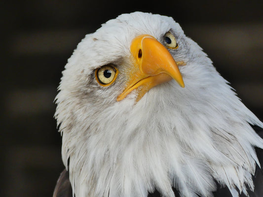 Eagle Feathers