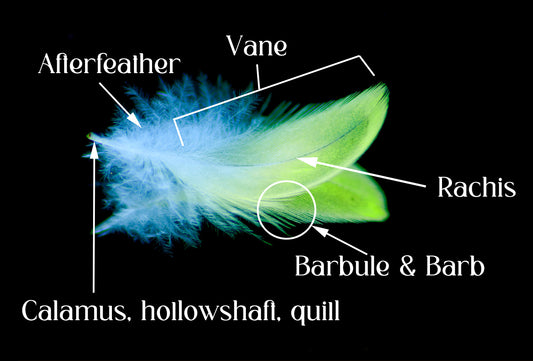 Exploring the Intricate Anatomy and Structure of Feathers