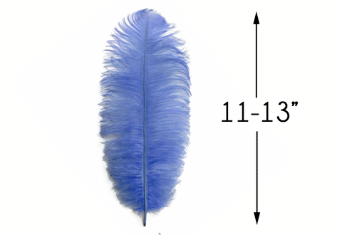 Blue ostrich drab feather beside an 11–13 inch length guide.