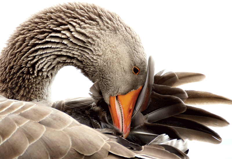 Bulk Goose Feathers