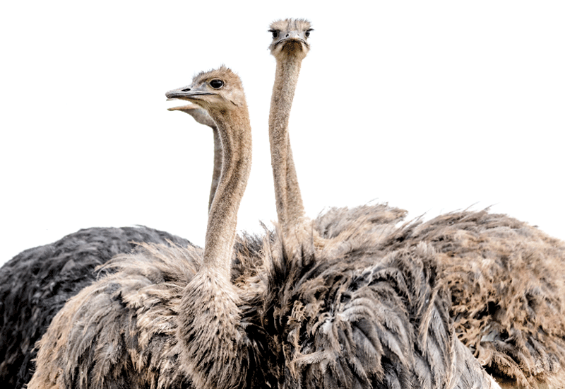 Bulk Ostrich Feathers