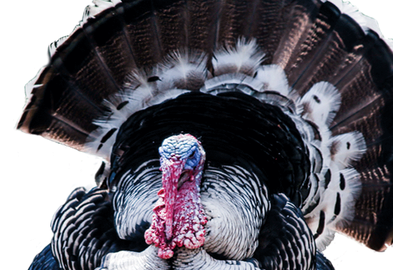 Bulk Turkey Feathers