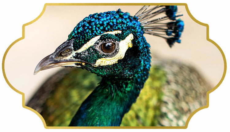Bulk Peacock Feathers