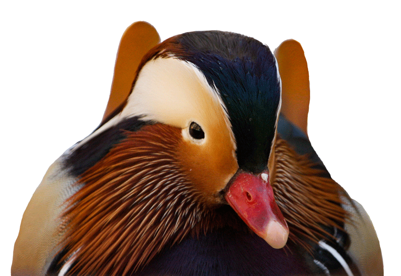 Mandarin duck with orange, cream, and dark patterned plumage.