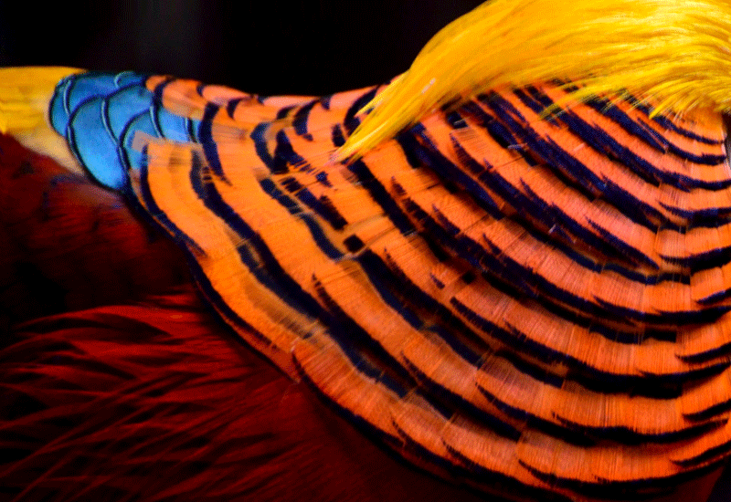 Golden Pheasant Feathers