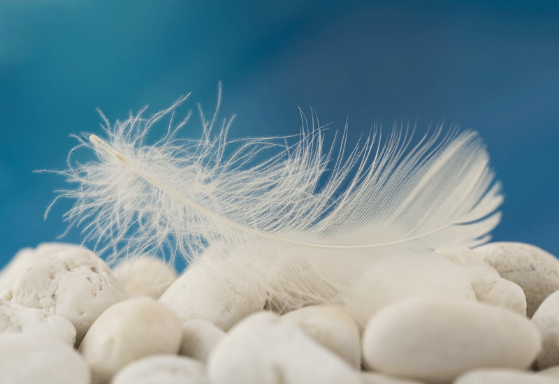 GOOSE COQUILLE FEATHERS