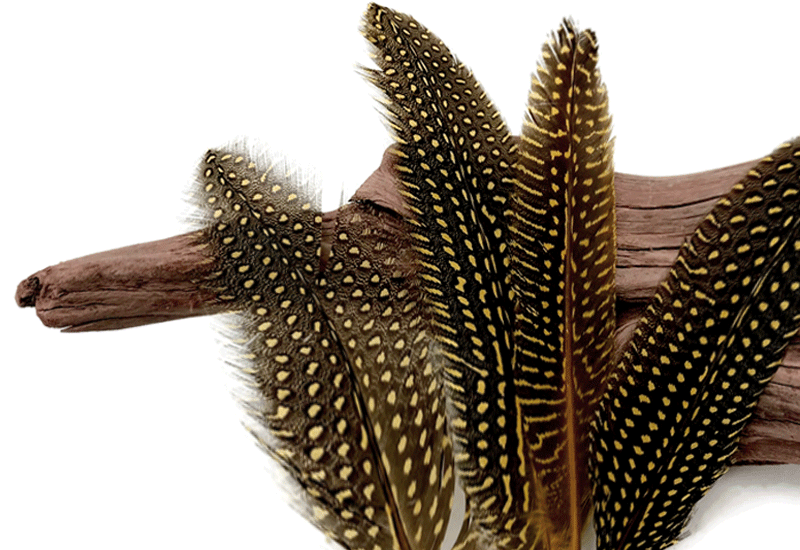 GUINEA FEATHERS
