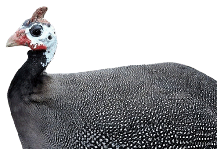 Bulk Guinea Feathers