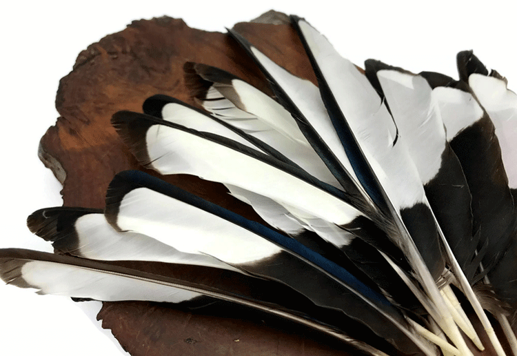 HEN FEATHERS