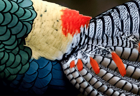 Layered Lady Amherst pheasant feathers in green, cream, red, and black-and-white stripes.