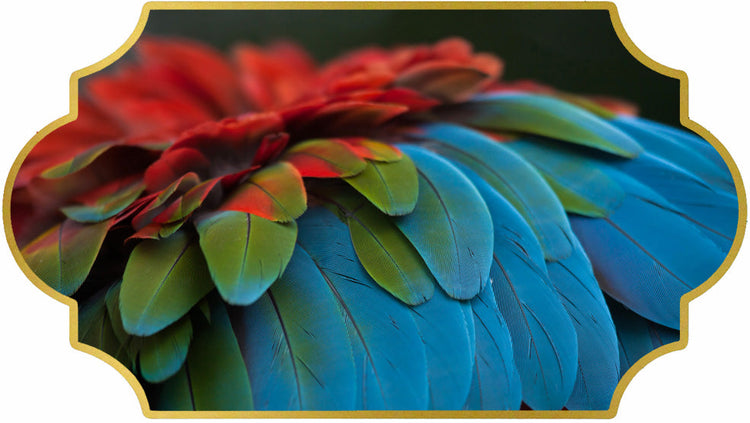 EXOTIC FEATHERS