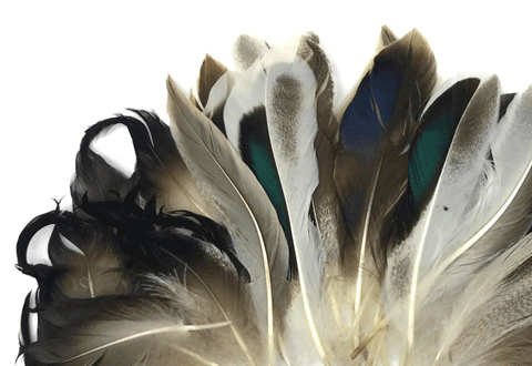 Assorted mallard duck feathers in gray, brown, black, and iridescent green.