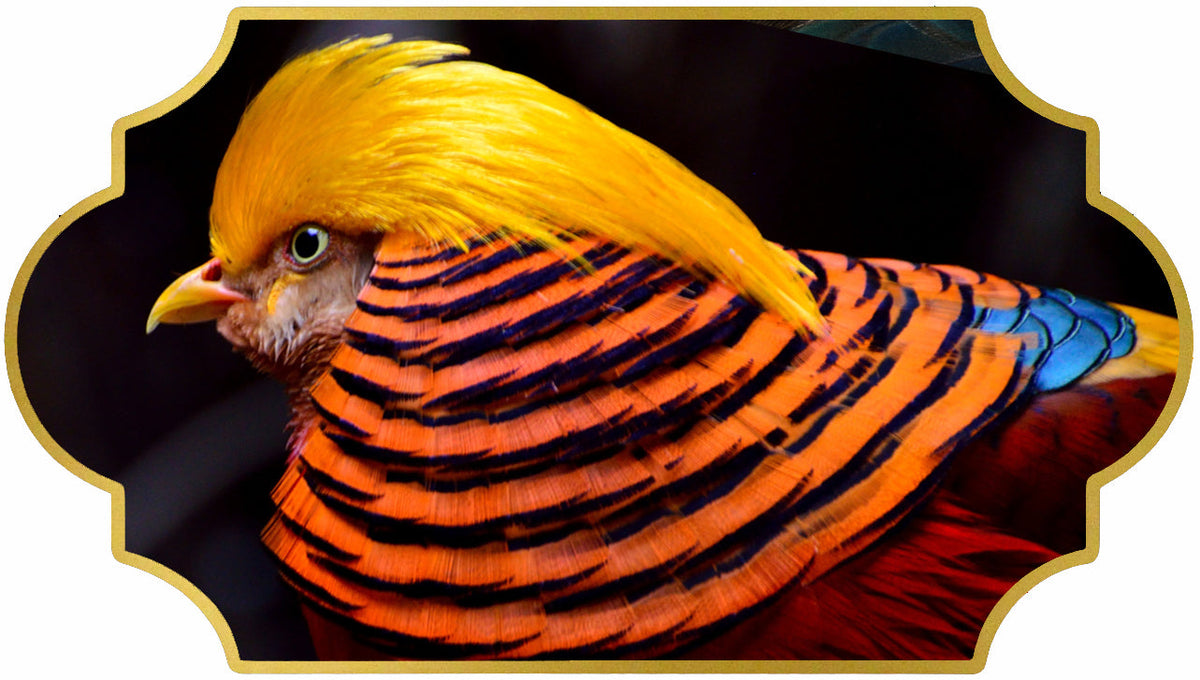 Golden Pheasant Feathers