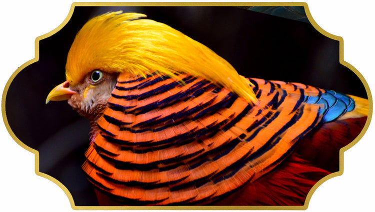 Golden Pheasant Feathers