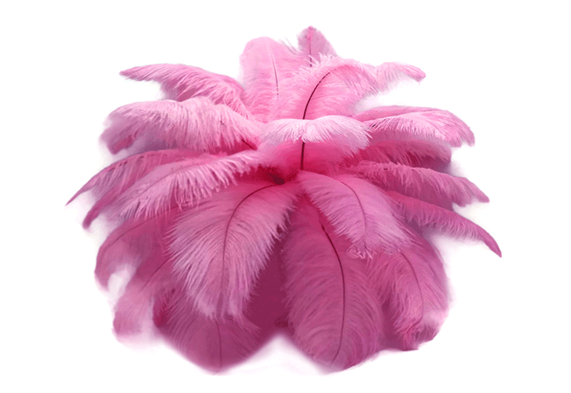 Layered pink ostrich feathers against a white background.
