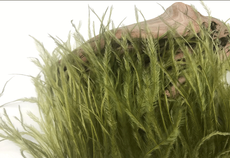 Bulk Ostrich Fringe Feathers