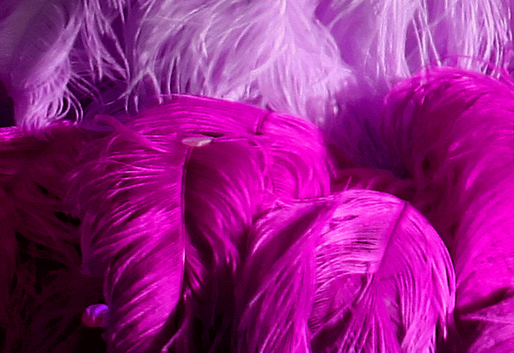 Bulk Ostrich Wing Plumes Feathers