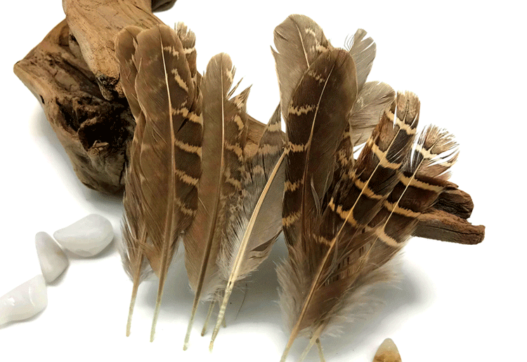 PARTRIDGE FEATHERS