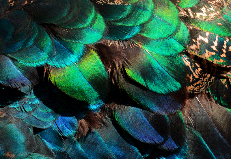 Peacock Body & Wing Feathers