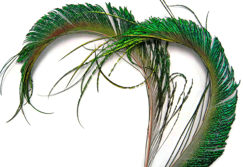 Peacock Sword Feathers