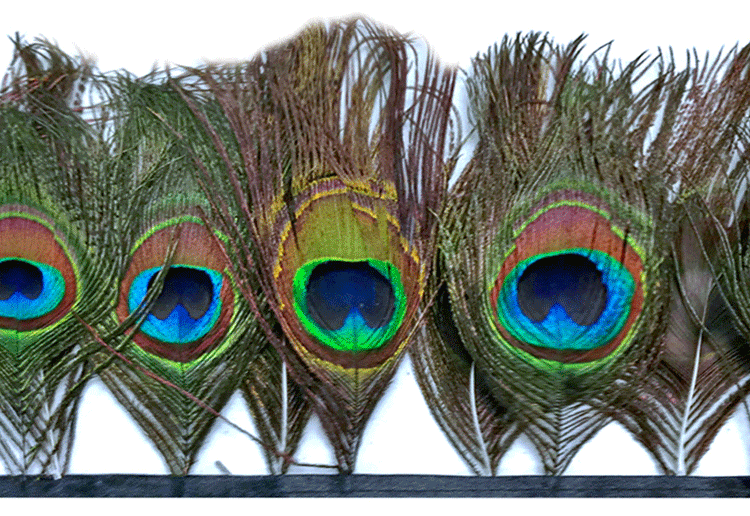 Peacock Feather Trim