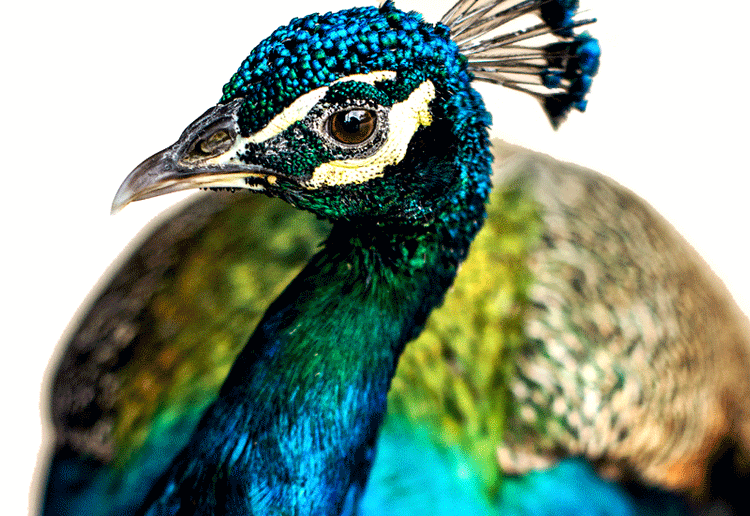 PEACOCK FEATHERS