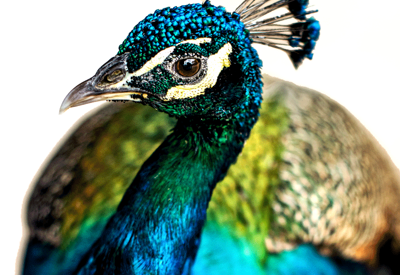 Bulk Peacock Feathers