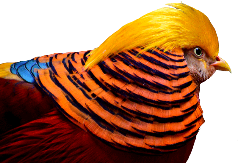 Golden pheasant with a yellow crest and orange-and-black neck feathers.