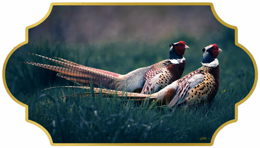 Ringneck Pheasant Feathers