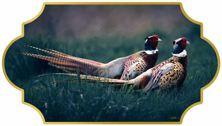 Ringneck Pheasant Feathers