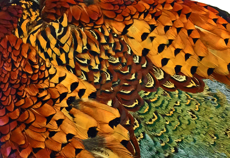 Bulk Ringneck Pheasant Feathers