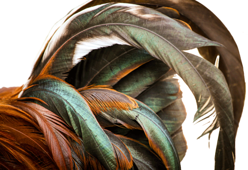 Curving rooster tail feathers in bronze, brown, and iridescent green.