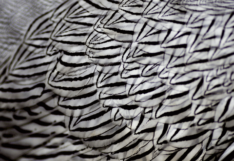 Close-up of silver pheasant plumage with black markings on white feathers.
