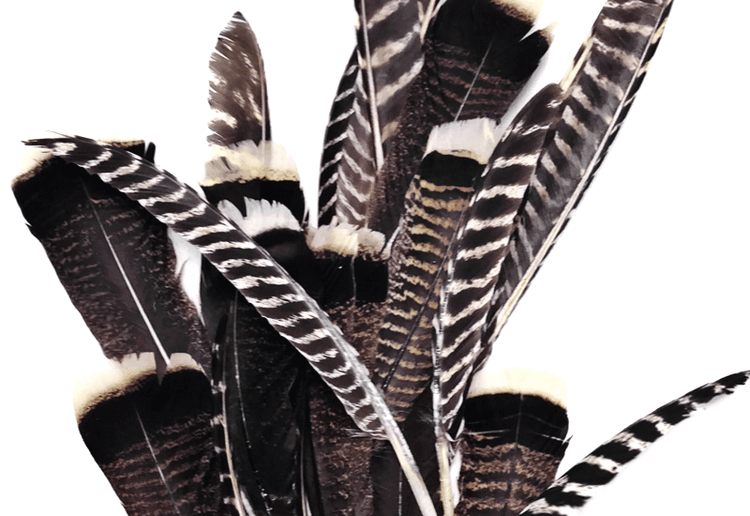 TURKEY FEATHERS