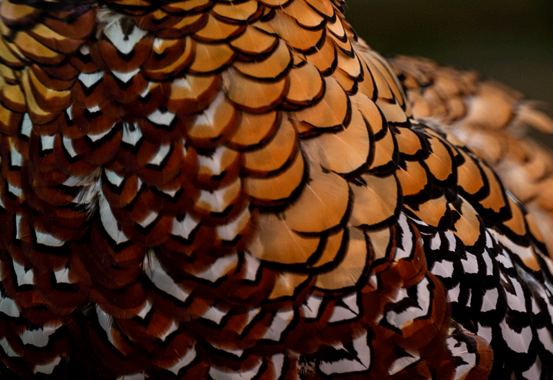 Reeves Venery Pheasant Feathers