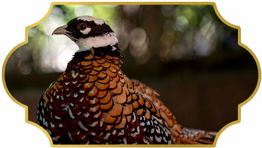 Reeves Venery Pheasant Feathers