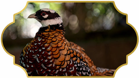Reeves pheasant with a pale head and patterned brown and black plumage.