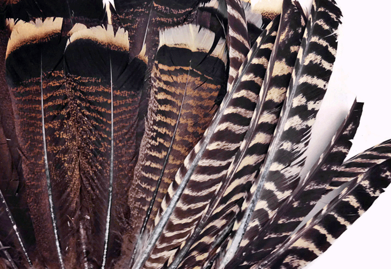 Wild Turkey Feathers