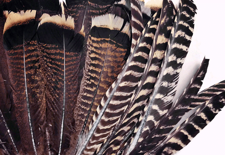 Wild Turkey Feathers