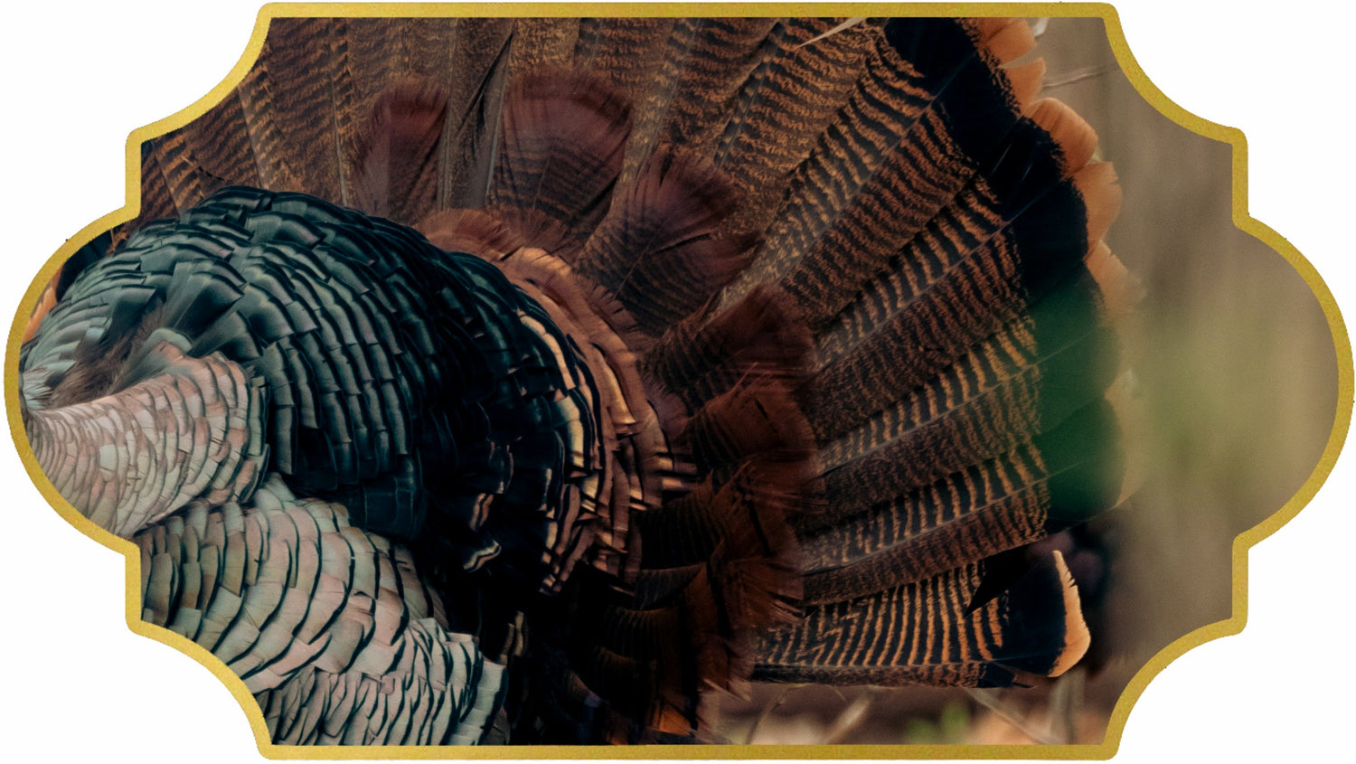 Wild Turkey Feathers