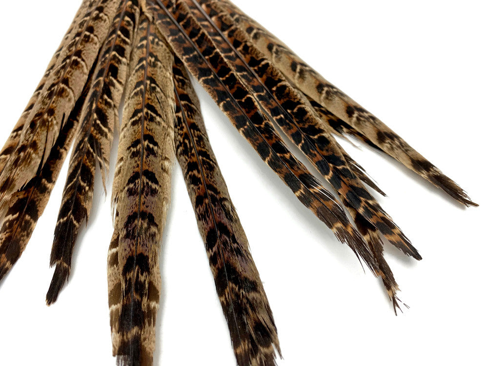 10 Pieces - 10-12" Natural Brown Ringneck Hen Pheasant Tail Feathers