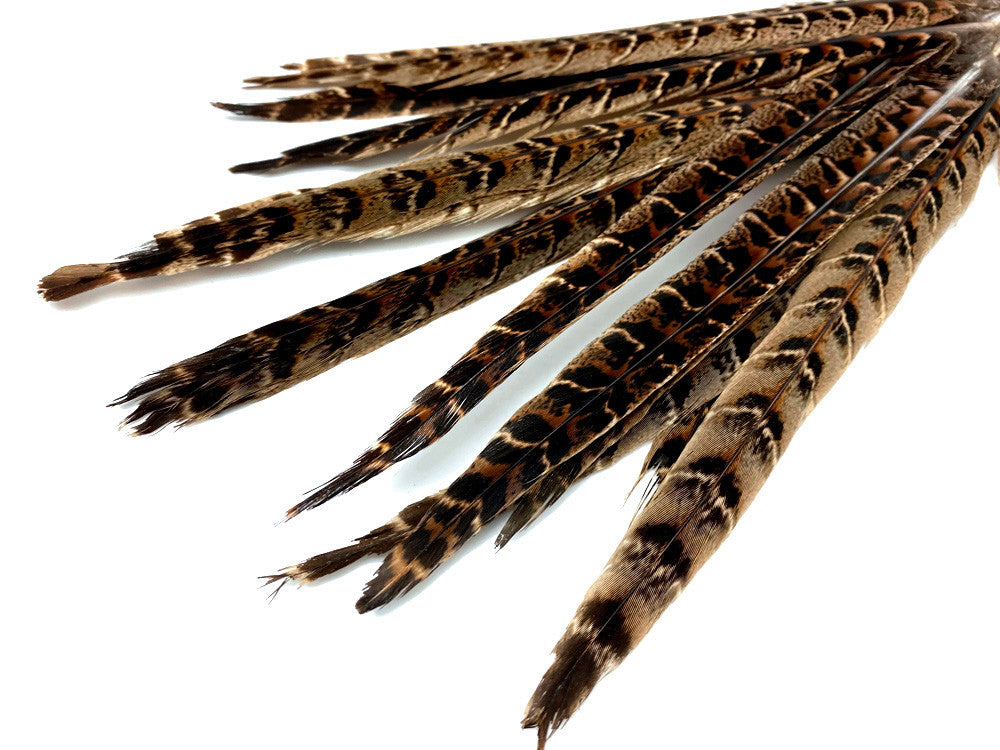 10 Pieces - 10-12" Natural Brown Ringneck Hen Pheasant Tail Feathers