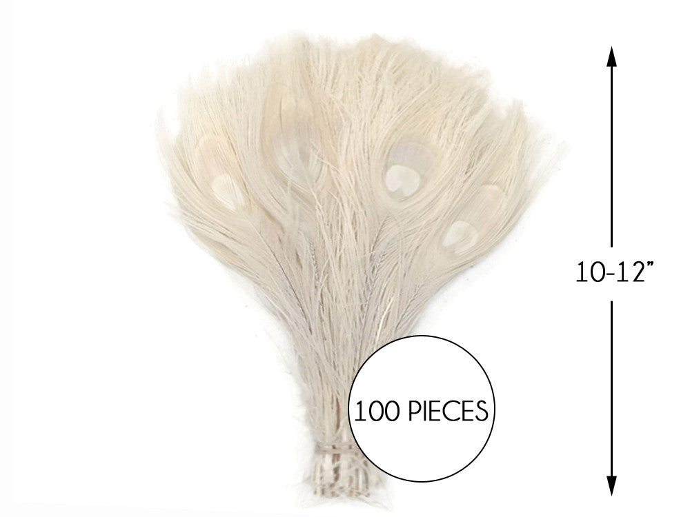 100 Pieces - Ivory Bleached Peacock Tail Eye Wholesale Feathers 10-12" Long (Bulk)