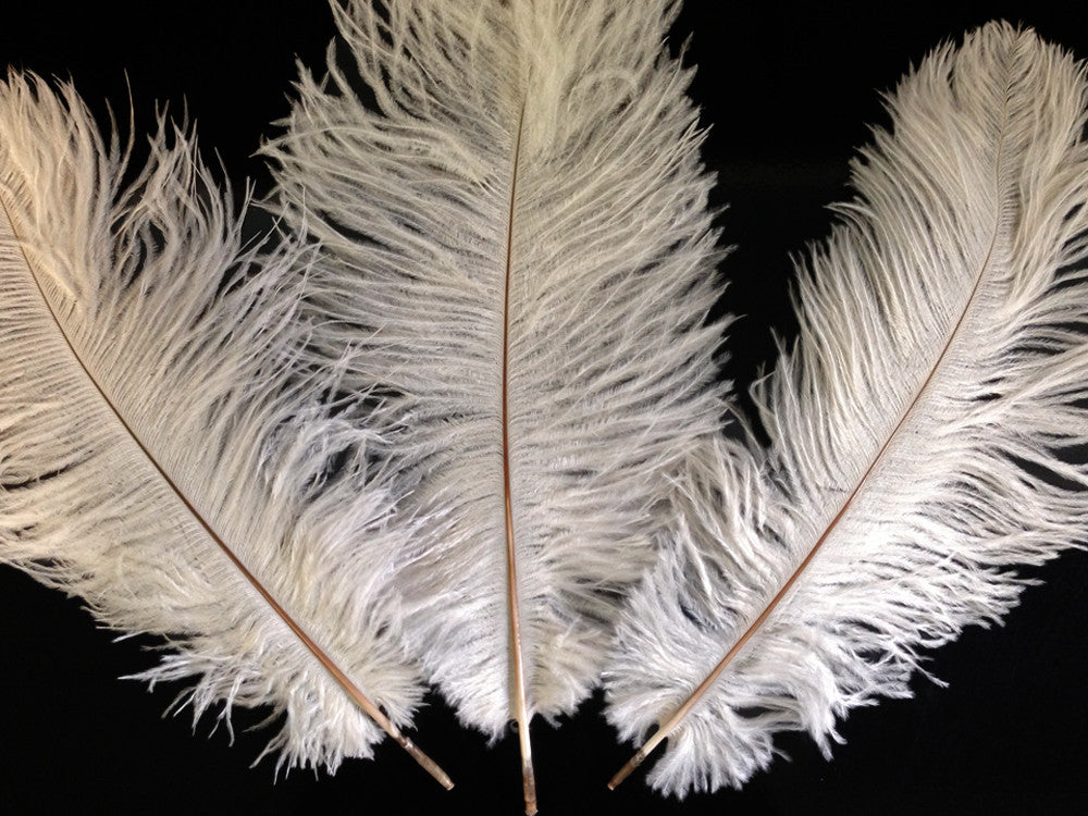 10 Pieces - 14-17" Off White Ostrich Drab Body Feathers