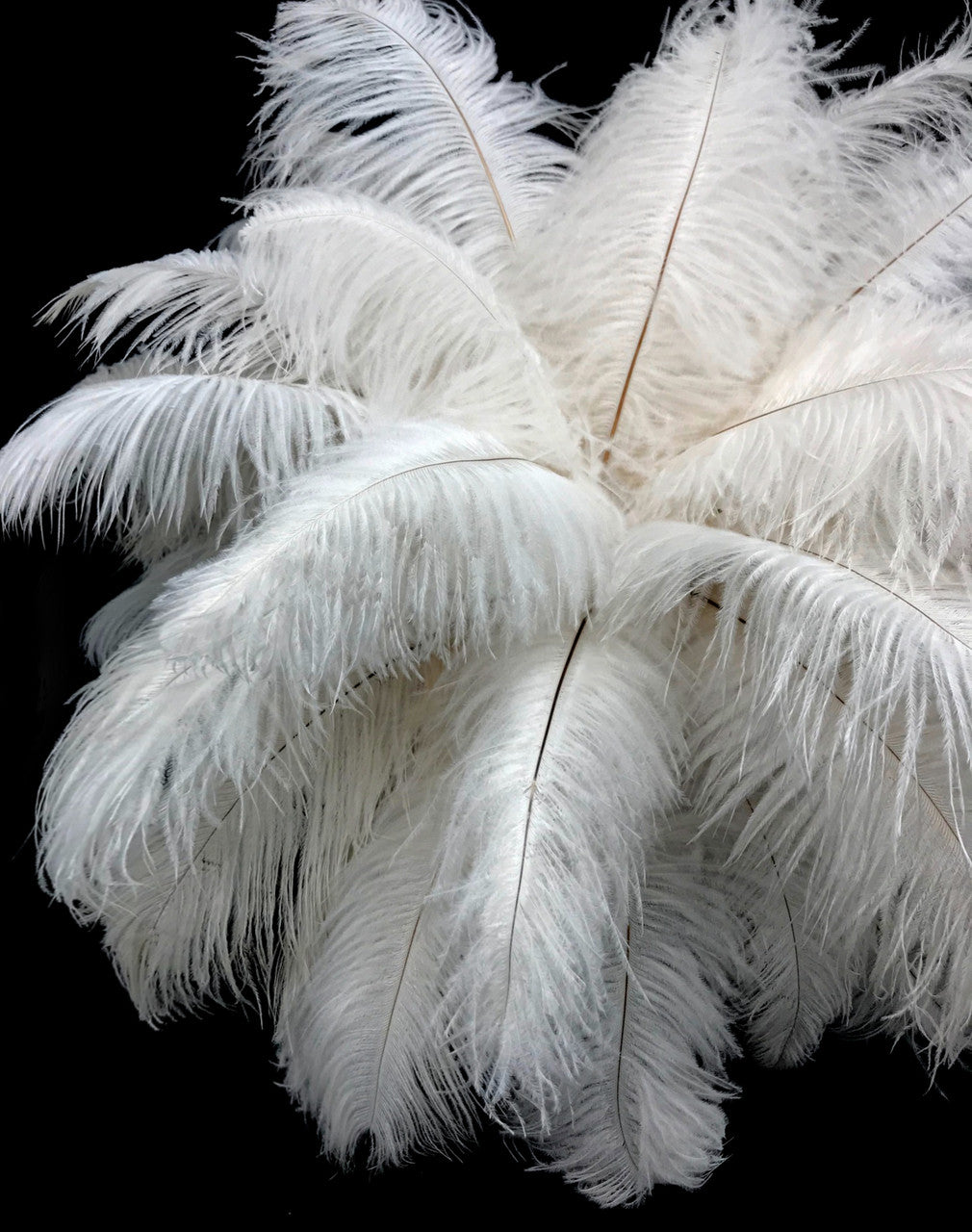 10 Pieces - 14-17" Off White Ostrich Drab Body Feathers