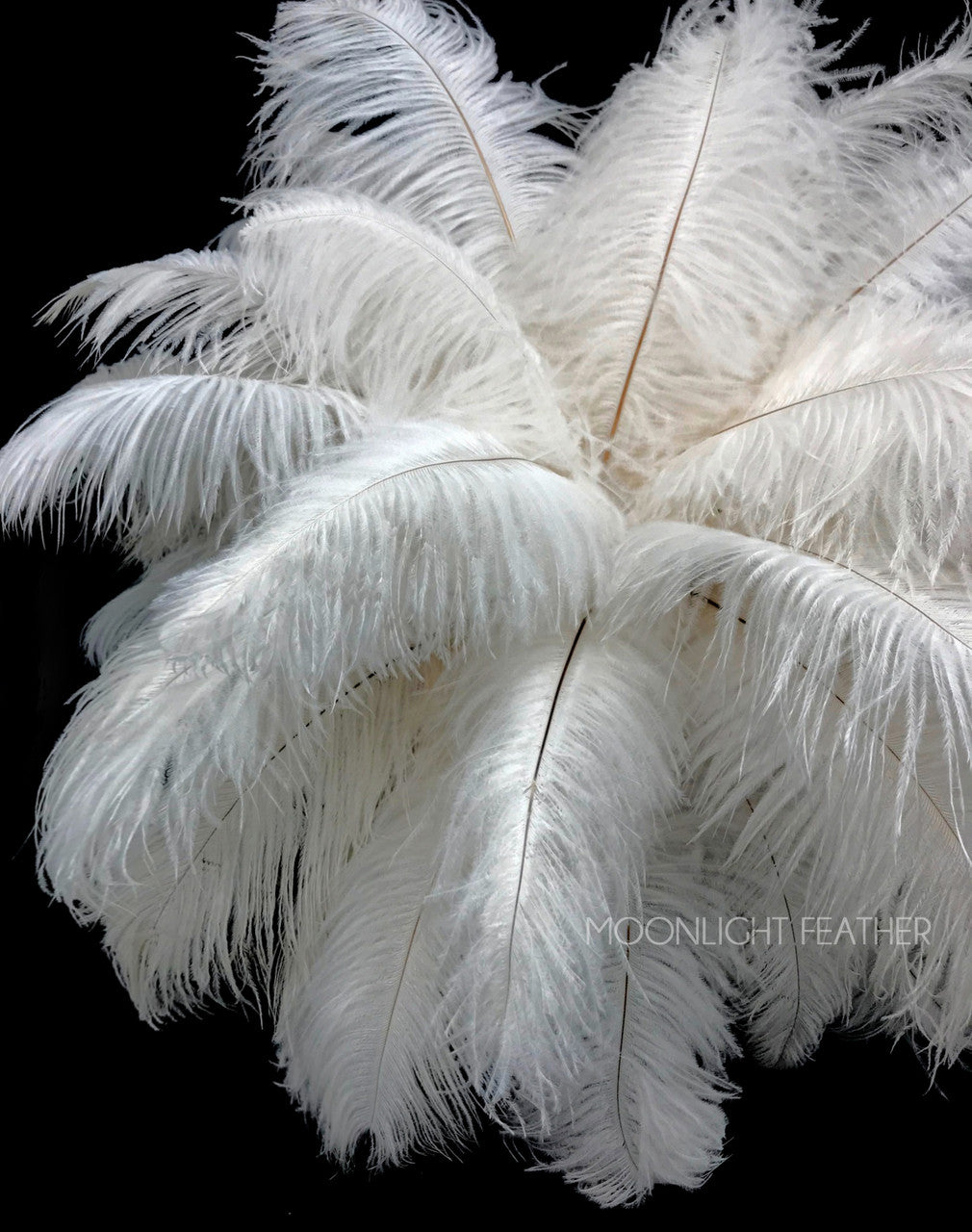 Centerpiece Kit - 30 Pieces Off White Ostrich Drabs All-In-One Centerpiece Feather Kit