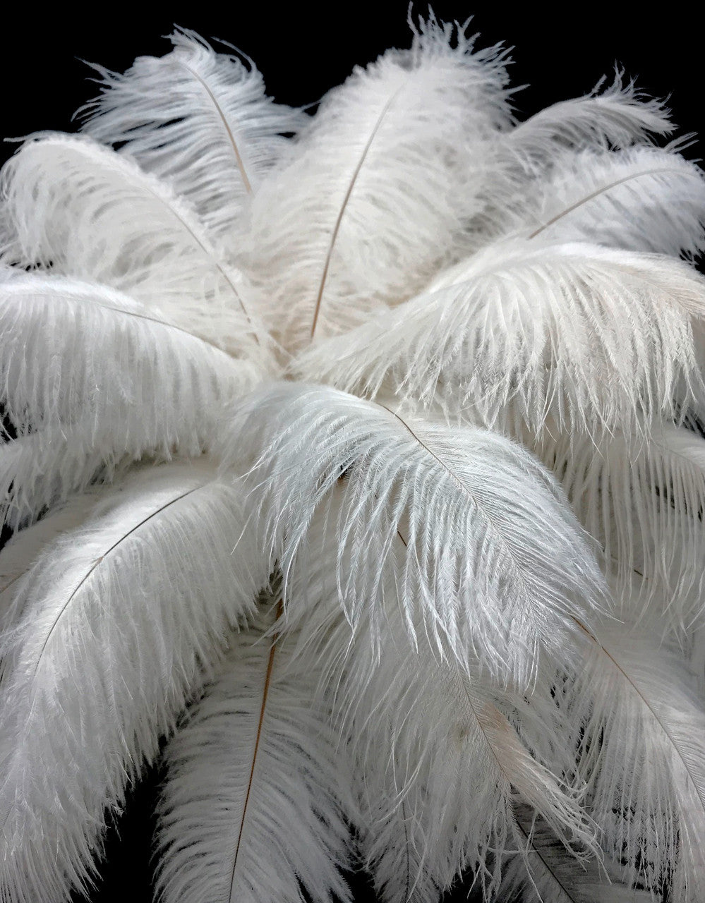 10 Pieces - 19-24" Off White Ostrich Dyed Drabs Body Feathers